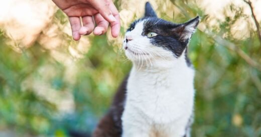 What are your legal rights if a neighbour keeps feeding your cat?