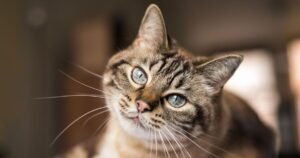 ‘Golden rule’ cat owners should follow to ‘keep their pets happy’
