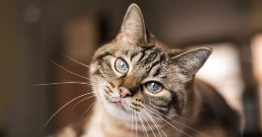 ‘Golden rule’ cat owners should follow to ‘keep their pets happy’
