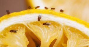 Stop fruit flies from entering home ‘for good’ with easy method