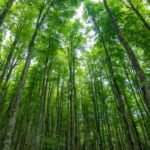 Academic Forests Are Hidden Jewels of Higher Ed (opinion)