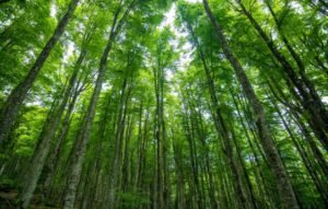 Academic Forests Are Hidden Jewels of Higher Ed (opinion)