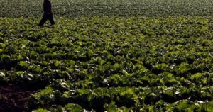 Farm linked to cyclosporiasis outbreak hadn’t been inspected in 7 years as FDA lags on foreign inspection targets
