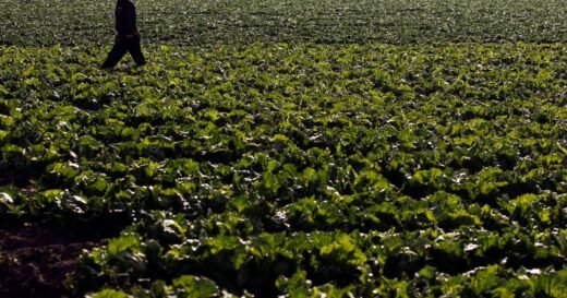 Farm linked to cyclosporiasis outbreak hadn’t been inspected in 7 years as FDA lags on foreign inspection targets