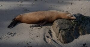 Man caught on video kicking sea lion pleads guilty, faces prison time: “Federal crime. Federal consequences.”