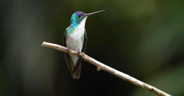 Birding paradise flourishes in Colombian region that was once a war zone