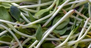 Alfalfa sprouts linked to food poisoning illnesses like E. coli and salmonella