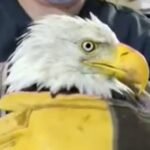 Beloved California bald eagle Jackie battles for survival