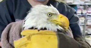 Beloved California bald eagle Jackie battles for survival