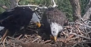 California birdwatchers gain new hope after beloved eagle’s disappearance