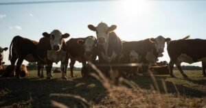 Rancher says Trump cutting tariffs on foreign beef could run him out of business
