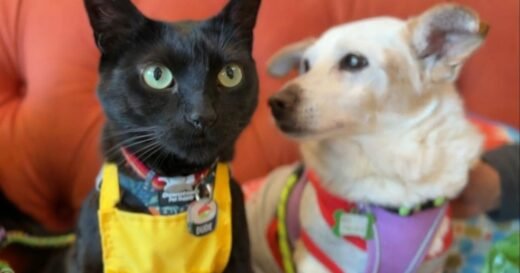 Dog rescue hires a cat to help boost adoptions