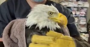 Jackie, a beloved bald eagle from Big Bear, dies after attack by 2 other eagles