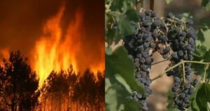 Wildfires threaten France’s historic Bordeaux wine region