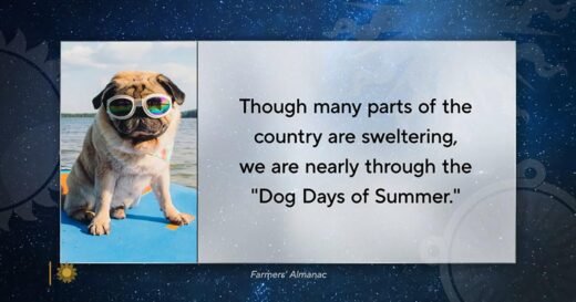 Dog Days of Summer – CBS News