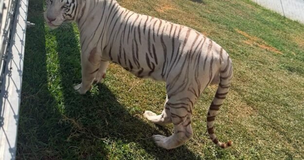 Tigers, jaguars, bison among 135 exotic and endangered animals found in raid on fuel smugglers near U.S. border