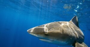 Mayor of New Jersey beach town worries social media trend could lead to shark attack