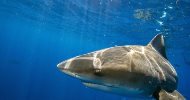 Mayor of New Jersey beach town worries social media trend could lead to shark attack