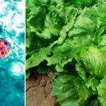 Michigan health officials report 2 deaths among cyclosporiasis cases; patients had underlying conditions