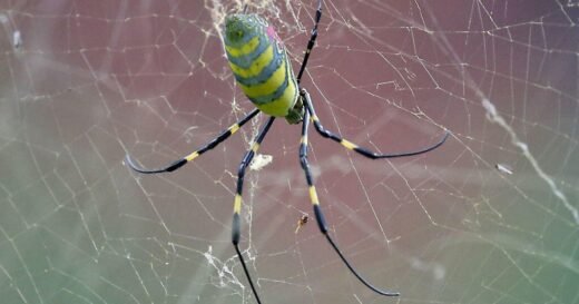 Huge, invasive Joro spiders are spreading in several states again. Here’s what to do if you spot one.
