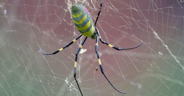 Huge, invasive Joro spiders are spreading in several states again. Here’s what to do if you spot one.