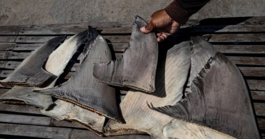 Chinese ship caught with banned shark fins in Pacific Ocean in operation involving U.S. Coast Guard