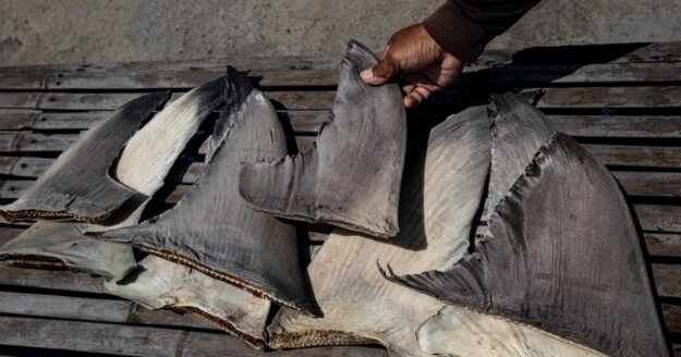 Chinese ship caught with banned shark fins in Pacific Ocean in operation involving U.S. Coast Guard