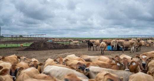 Cattle ranchers express concern about U.S. plan to boost foreign beef imports