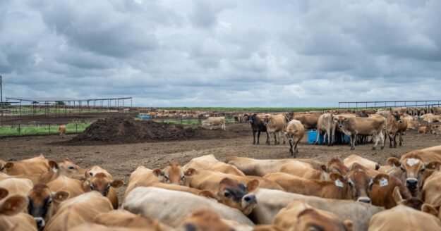 Cattle ranchers express concern about U.S. plan to boost foreign beef imports