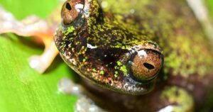 Costa Rica’s recently discovered “coffee frogs” sing in plantations, but pesticides threaten them