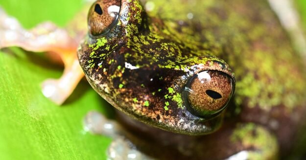 Costa Rica’s recently discovered “coffee frogs” sing in plantations, but pesticides threaten them