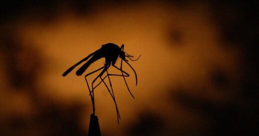 2 airport workers die of malaria from mosquito on plane in Germany, 4 others sickened