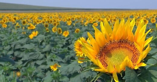Nature: Sunflowers in South Dakota