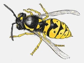 Your Safety Around Yellow Jackets