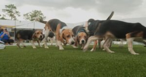 Thousands of beagles bred for research get a new life as questions mount over federal oversight
