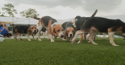 Thousands of beagles bred for research get a new life as questions mount over federal oversight