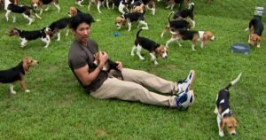 Beagles get first taste of freedom after relocation from controversial breeding facility