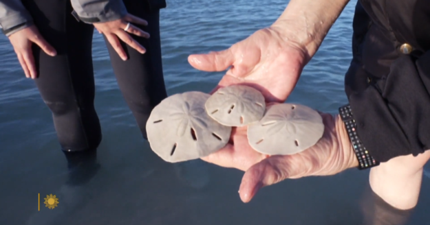 Hunting for sand dollars – CBS News