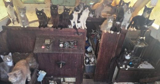 60 cats rescued from abandoned sailboat anchored off beach in Washington state