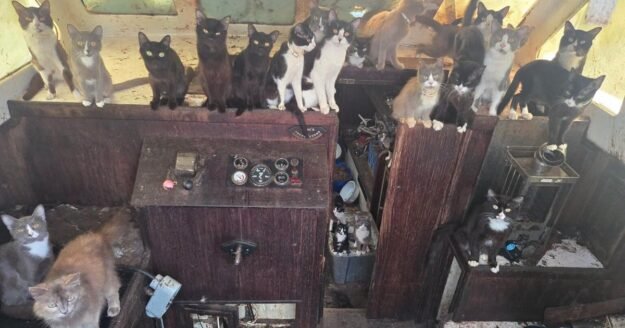 60 cats rescued from abandoned sailboat anchored off beach in Washington state