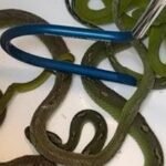 Moving pillowcase leads to discovery of venomous snakes, other reptiles hidden in car at border