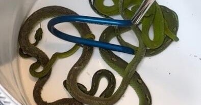Moving pillowcase leads to discovery of venomous snakes, other reptiles hidden in car at border