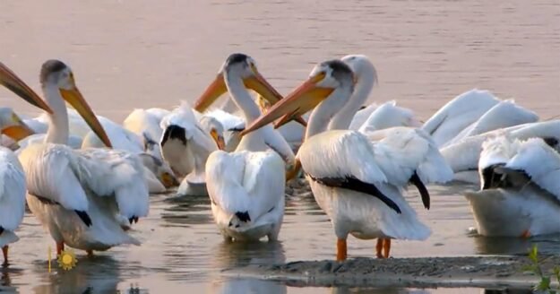 Nature: Lake Poinsett in South Dakota