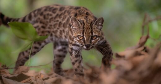 New species of wild cat discovered for first time in more than a century, researcher says