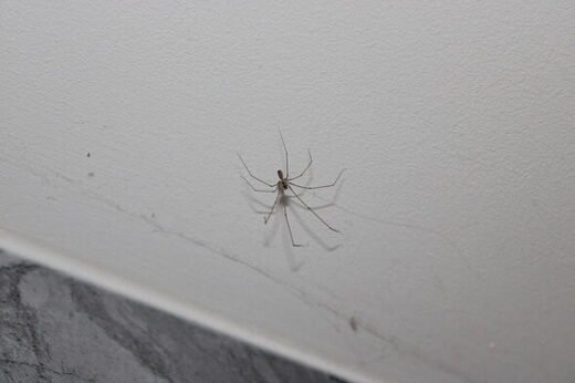 Kitchen cupboard item can keep spiders at bay as they multiply in UK homes