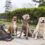 I’m a dog behaviour expert – these are 5 breeds I refuse to own