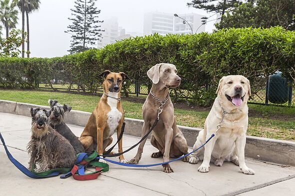 I’m a dog behaviour expert – these are 5 breeds I refuse to own