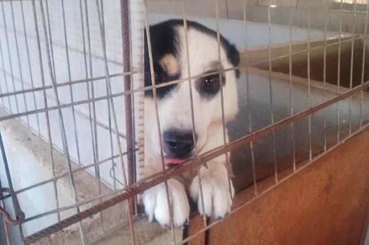 Stray dog smiles at everyone who visits kennel – but has no home