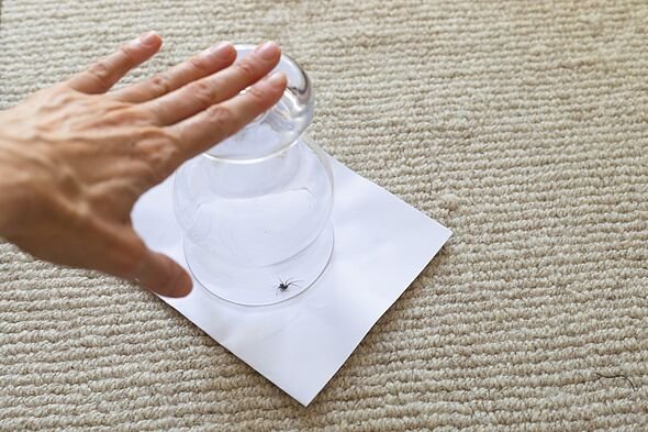 Spiders stay out of rooms when you target 1 part of house