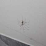 'Mix ingredient with water' and spray around 'to keep spiders out' during mating season